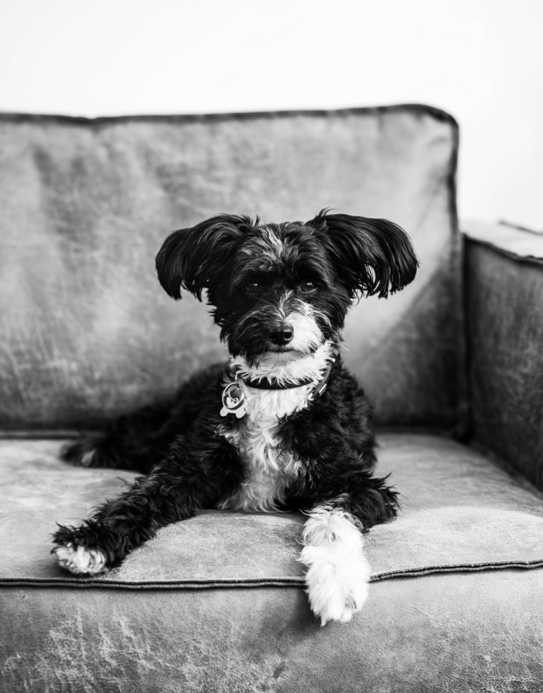 Ein Hund liegt auf einer Couch.